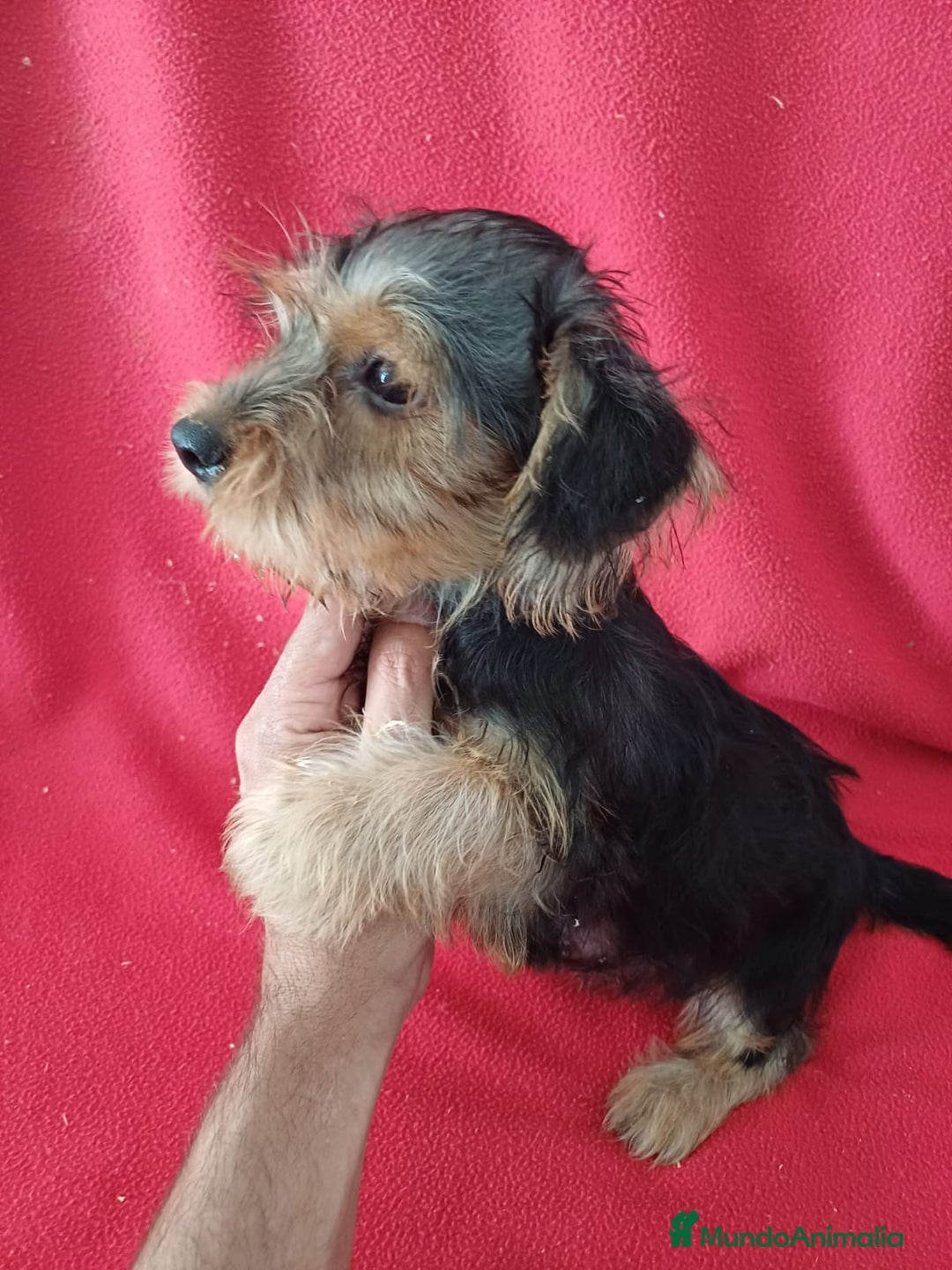 Yorkshire Terrier perros en venta: Yorkshire Terrier Standar  - Imagen 2