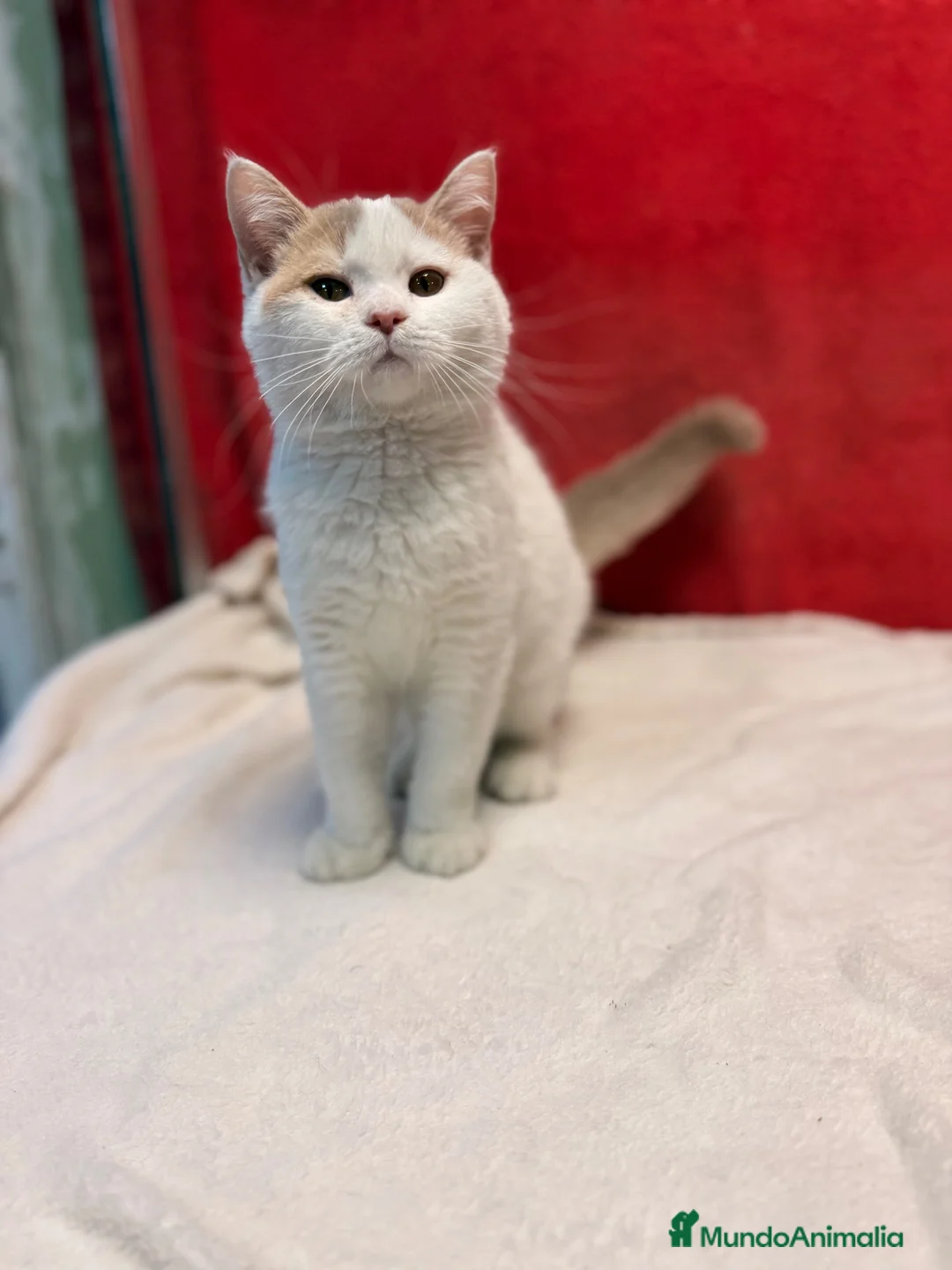 Británico de Pelo Corto gatos en venta: Soy Keko!!  - Anuncio 1
