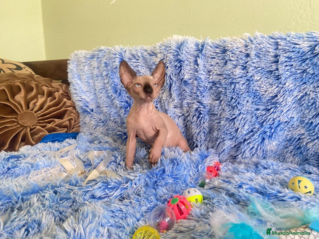 Sphynx gatos en venta: gatito sphynx - Anuncio 1