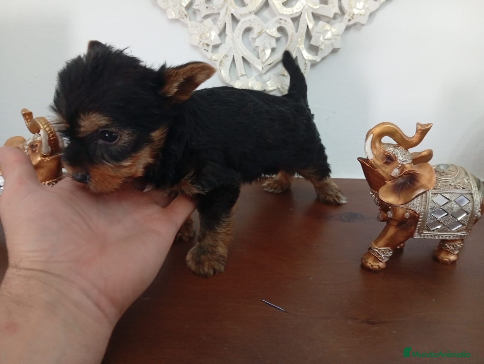 Yorkshire Terrier perros Yorkshire macho  - Anuncio 2