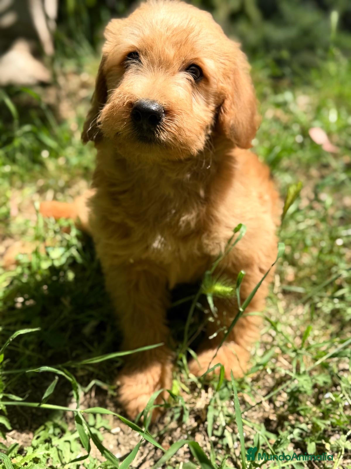 Labradoodle perros LABRADOODLE  - Anuncio 2