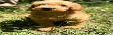 Labradoodle Cachorro 1