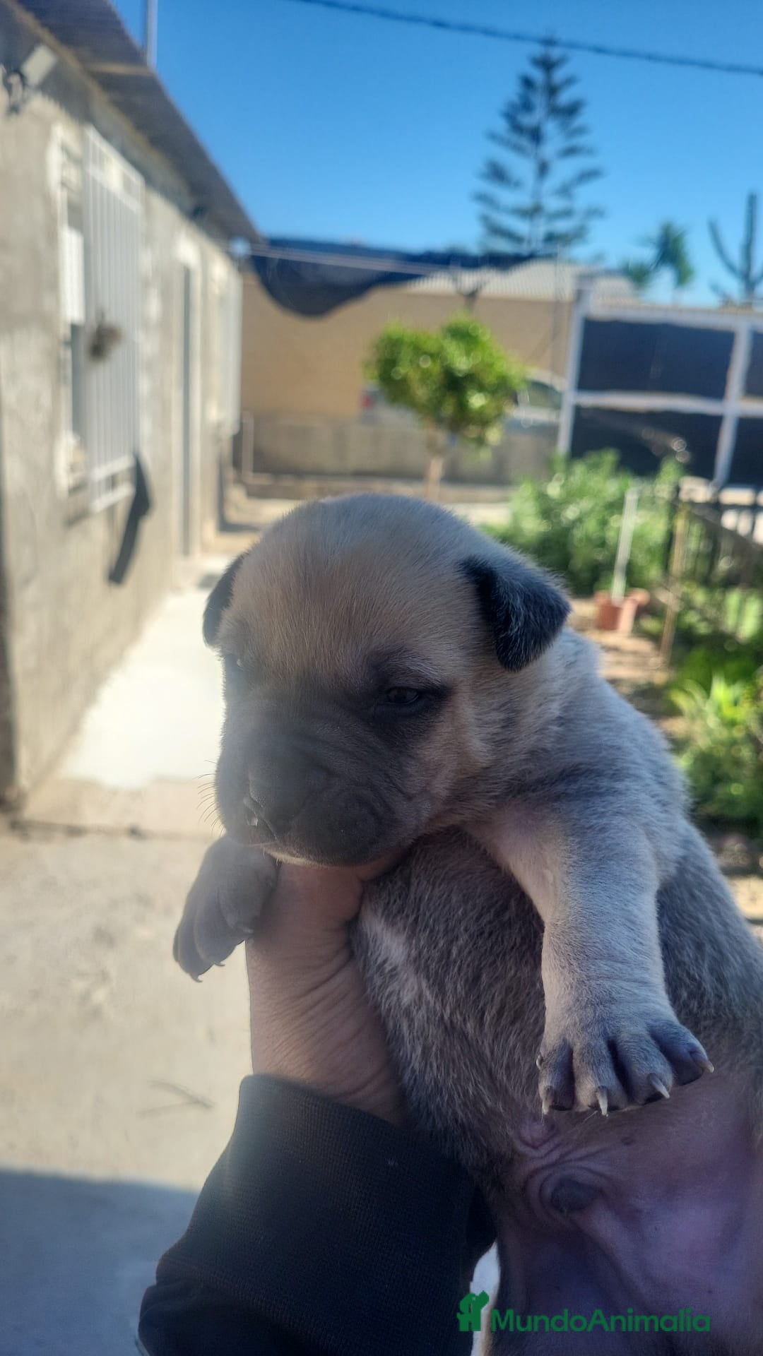 American Staffordshire-Terrier perros American Stanfordshire terrier. Calidad  - Anuncio 1