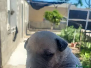 American Staffordshire-Terrier perros American Stanfordshire terrier. Calidad - Anuncio 2