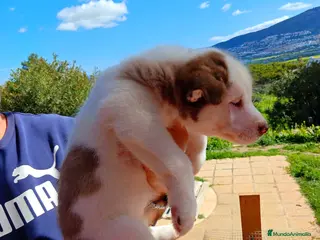 Husky Siberiano perros Husky - Anuncio 15