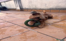 Grifón de Bruselas perros en venta: Último cachorro de Grifon de Bruselas  - Imagen 8