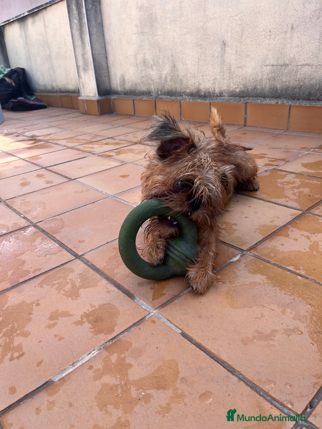 Grifón de Bruselas perros en venta: Último cachorro de Grifon de Bruselas  - Imagen 8