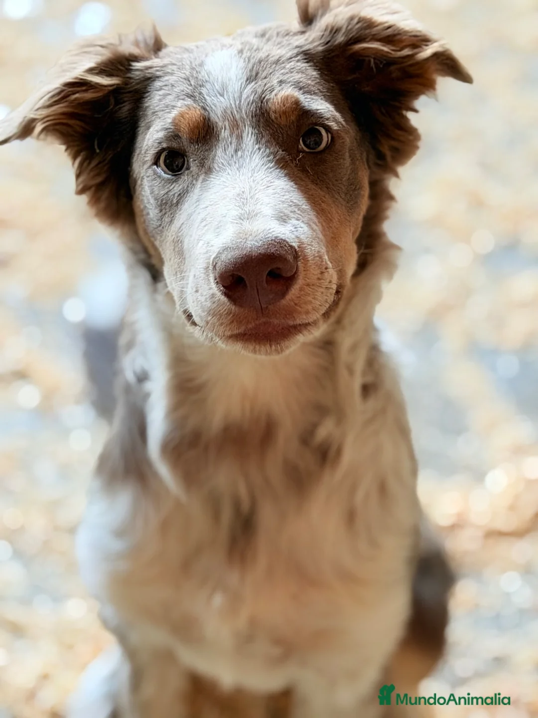 Border Collie perros en venta: Border collie Lilac económico  - Anuncio 1