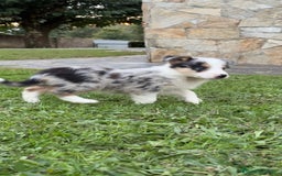 Border Collie perros en venta: Border collie Merle  - Imagen 1