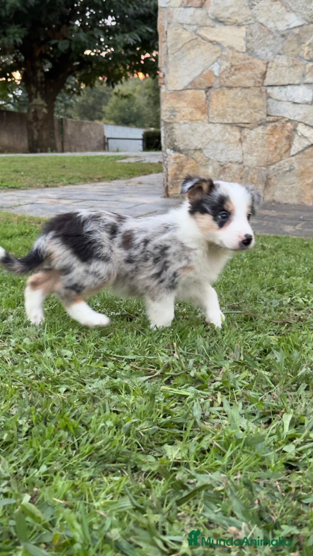 Border Collie perros en venta: Border collie Merle  - Imagen 1