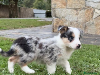 Border Collie perros - Anuncio 2