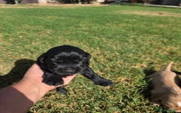 Cocker Spaniel Inglés perros en venta: COCKER SPANIEL INGLES - Imagen 5