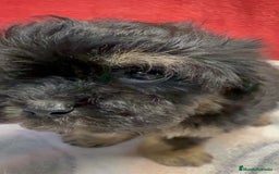 Shihpoo perros en venta: Machito de ShihPoo  - Imagen 2