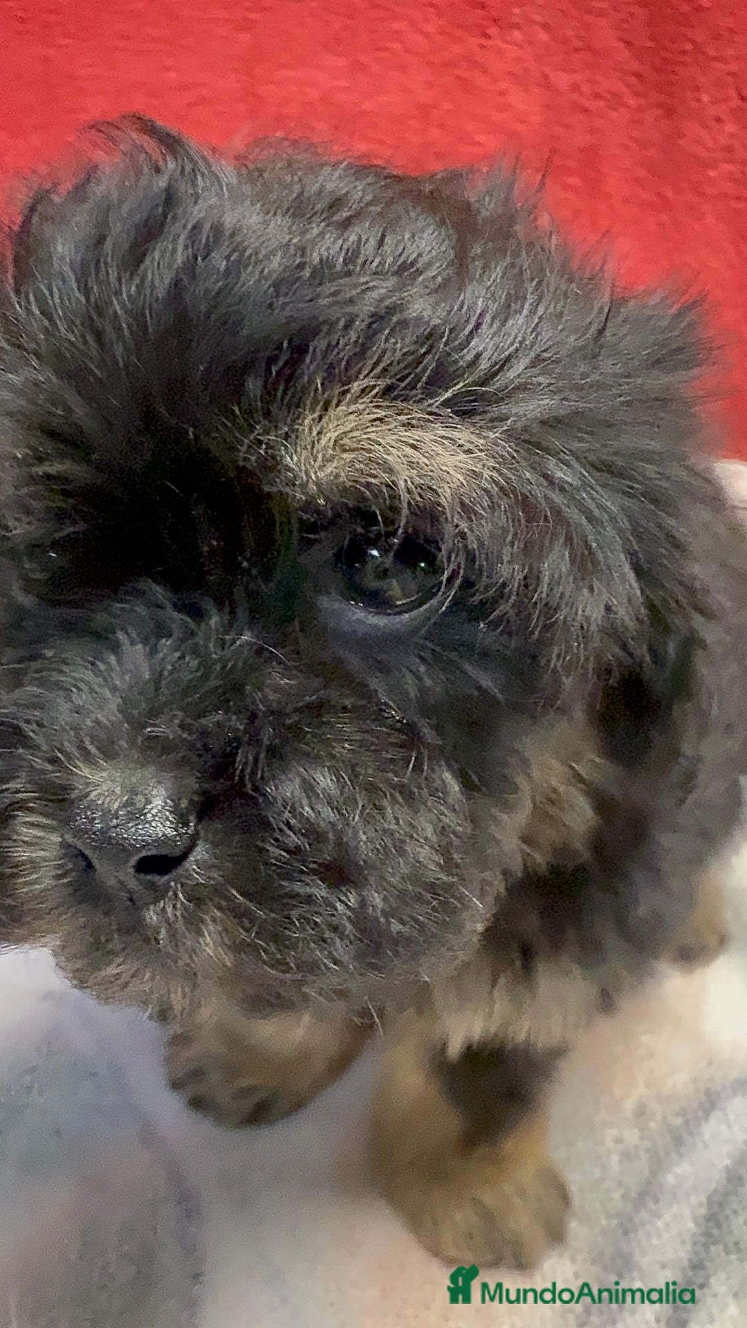 Shihpoo perros en venta: Machito de ShihPoo  - Imagen 2