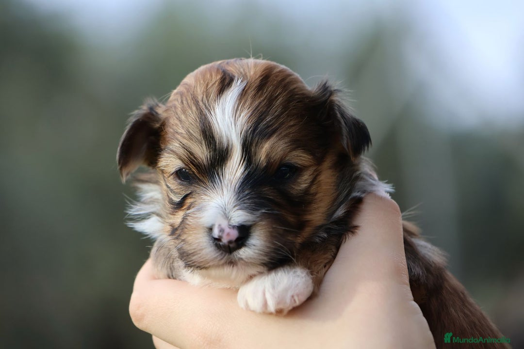 Bichón Habanero perros en venta: Camada de los Reyes Magos - Anuncio 14