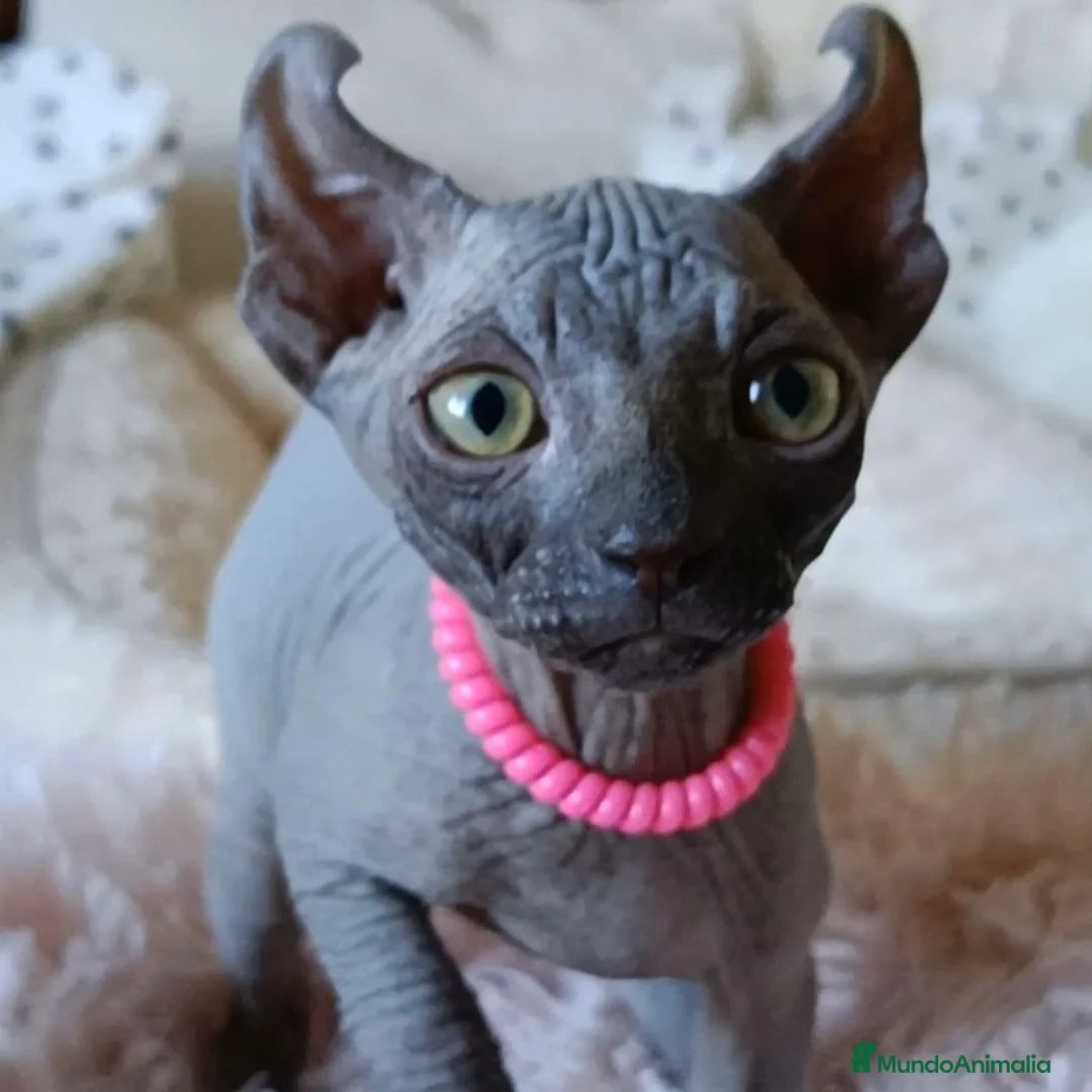 Sphynx gatos en venta: Sphynx Blue - Anuncio 4