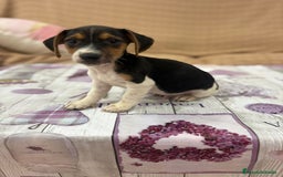 Jack Russell Terrier perros en venta: Jack Russell  - Imagen 6