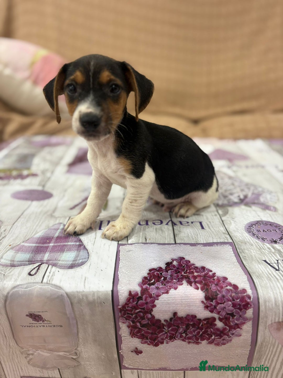 Jack Russell Terrier perros en venta: Jack Russell  - Imagen 6
