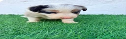 Border Collie perros en venta: Border Collie tricolor merle blue chocolate - Anuncio 7