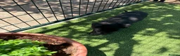 Pastor Belga Malinois perros en venta: PASTOR BELGA MALINOIS - Anuncio 11