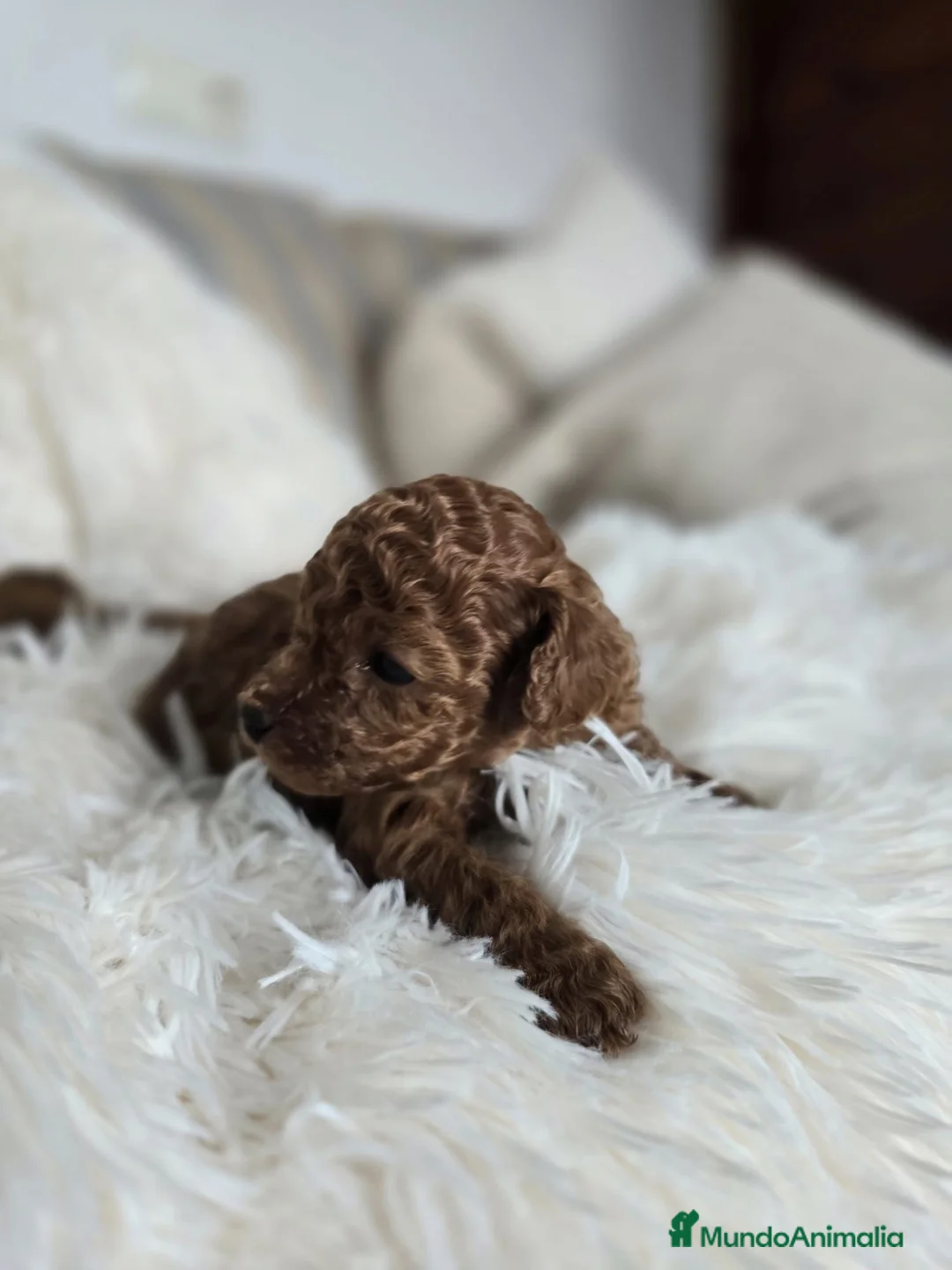 Caniche Toy perros en venta: Caniche Toy Rojo - Anuncio 1