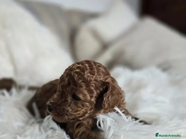 Caniche Toy perros en venta: Caniche Toy Rojo - Anuncio 1