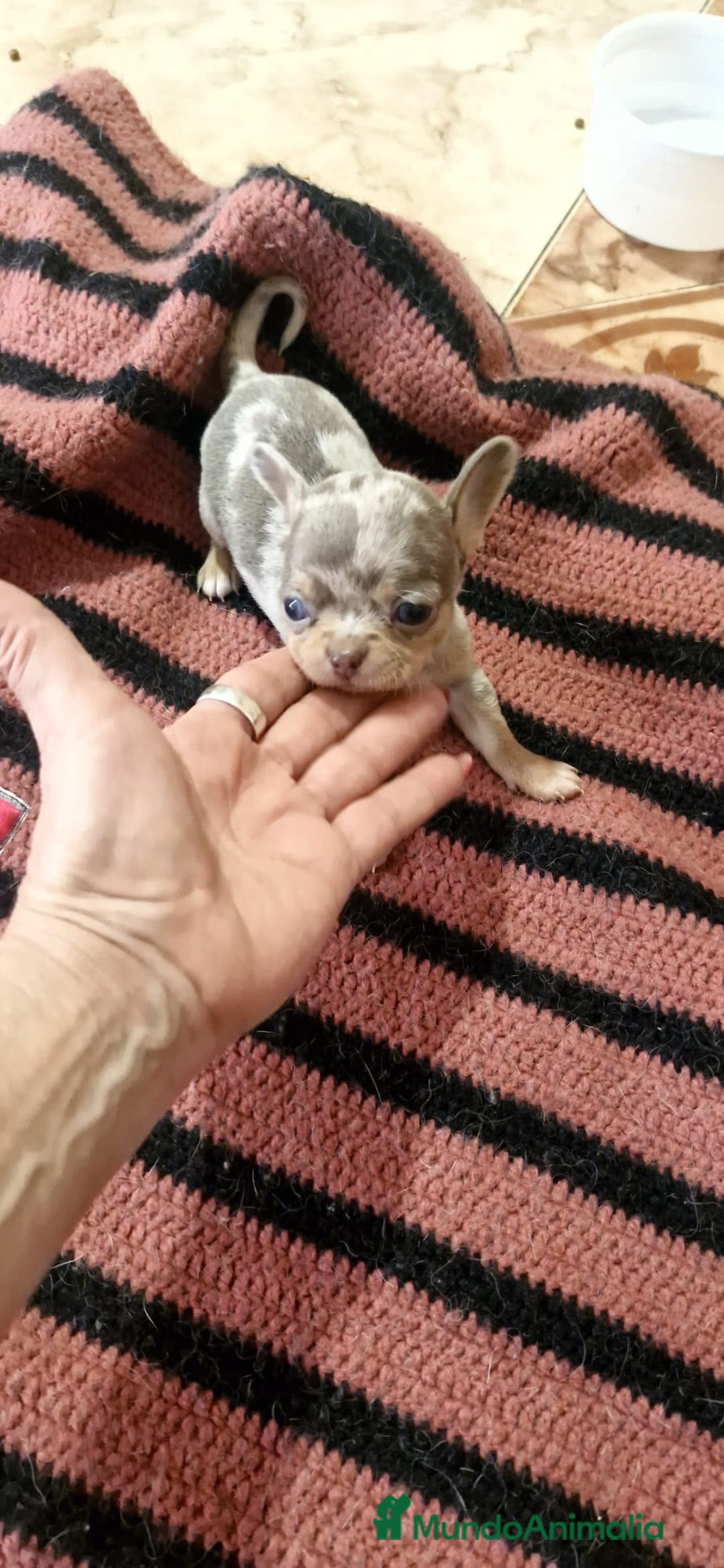 Chihuahua perros en venta: Chihuahua toy exóticos  - Anuncio 2
