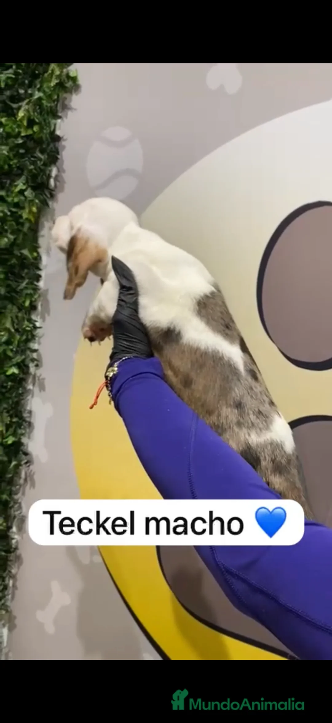 Teckel perros en venta: Teckel arlequín precioso - Anuncio 2