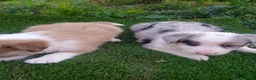 Border Collie perros en venta: Precioso border collie - Anuncio 5