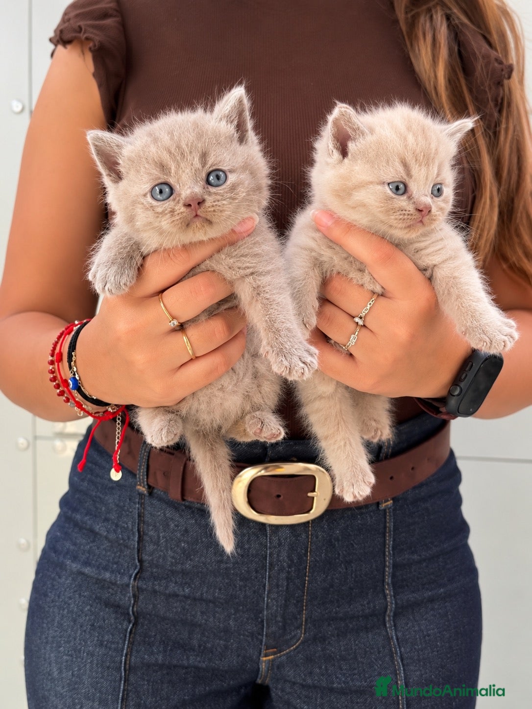Británico de Pelo Corto gatos BRITISH SHORTHAIR LILAC! ✨🐾 - Anuncio 1