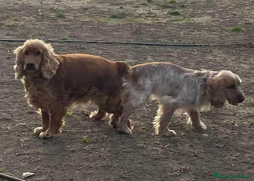 Cocker Spaniel Inglés perros en venta: Cocker Spaniel ingles  - Anuncio 10
