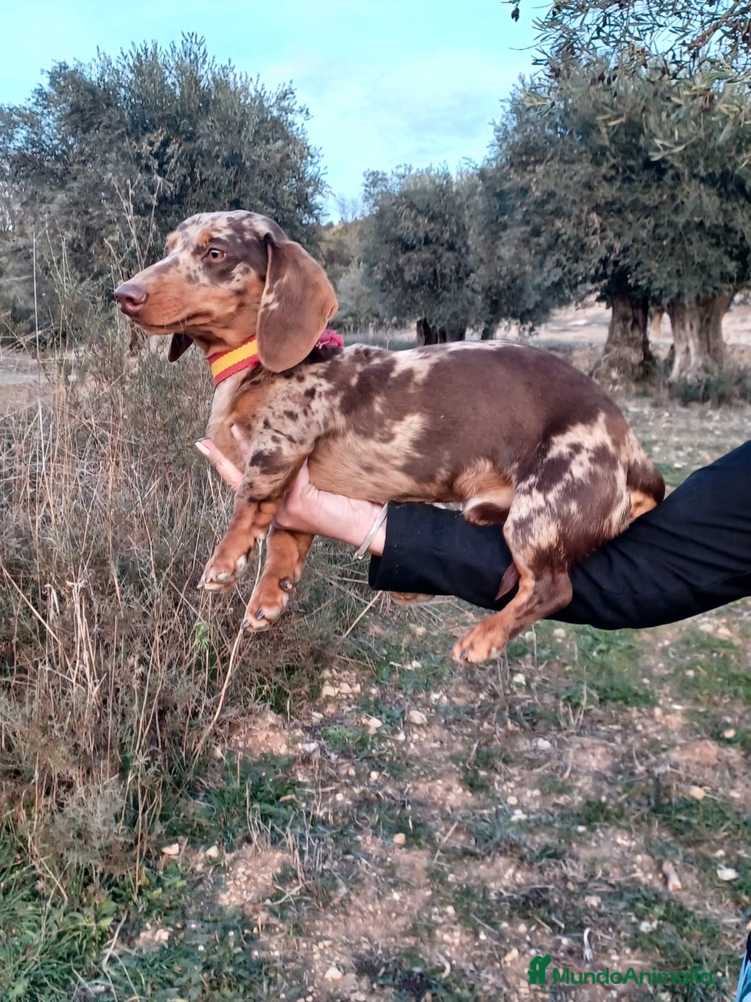Teckel Miniatura perros en venta: Teckel miniatura  - Imagen 2