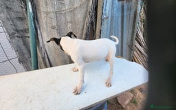 Ratonero Bodeguero Andaluz perros en venta: Bodeguero andaluz  - Imagen 2