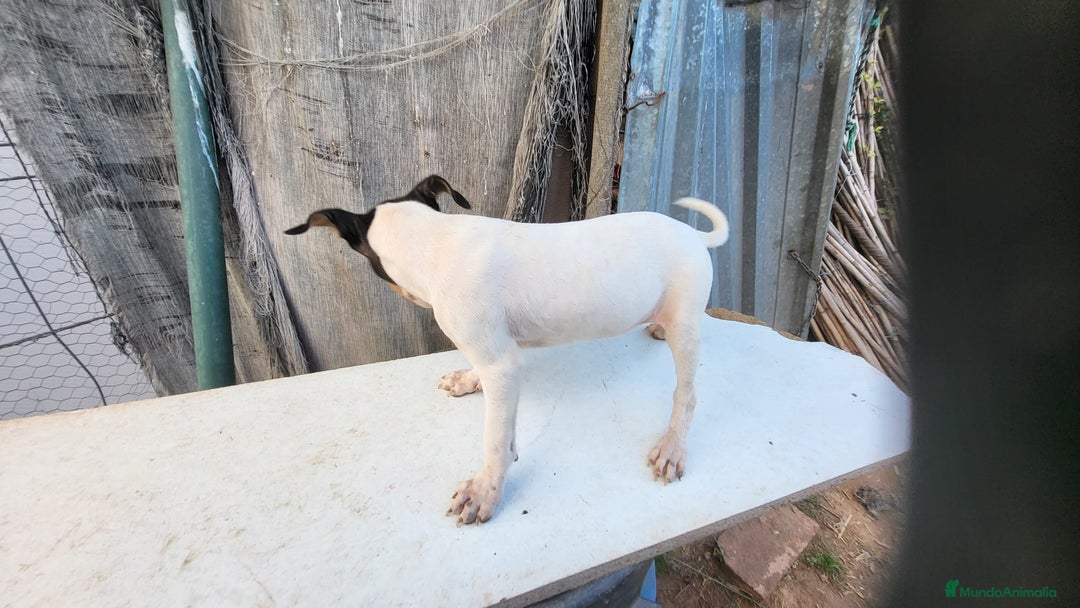 Ratonero Bodeguero Andaluz perros en venta: Bodeguero andaluz  - Imagen 2