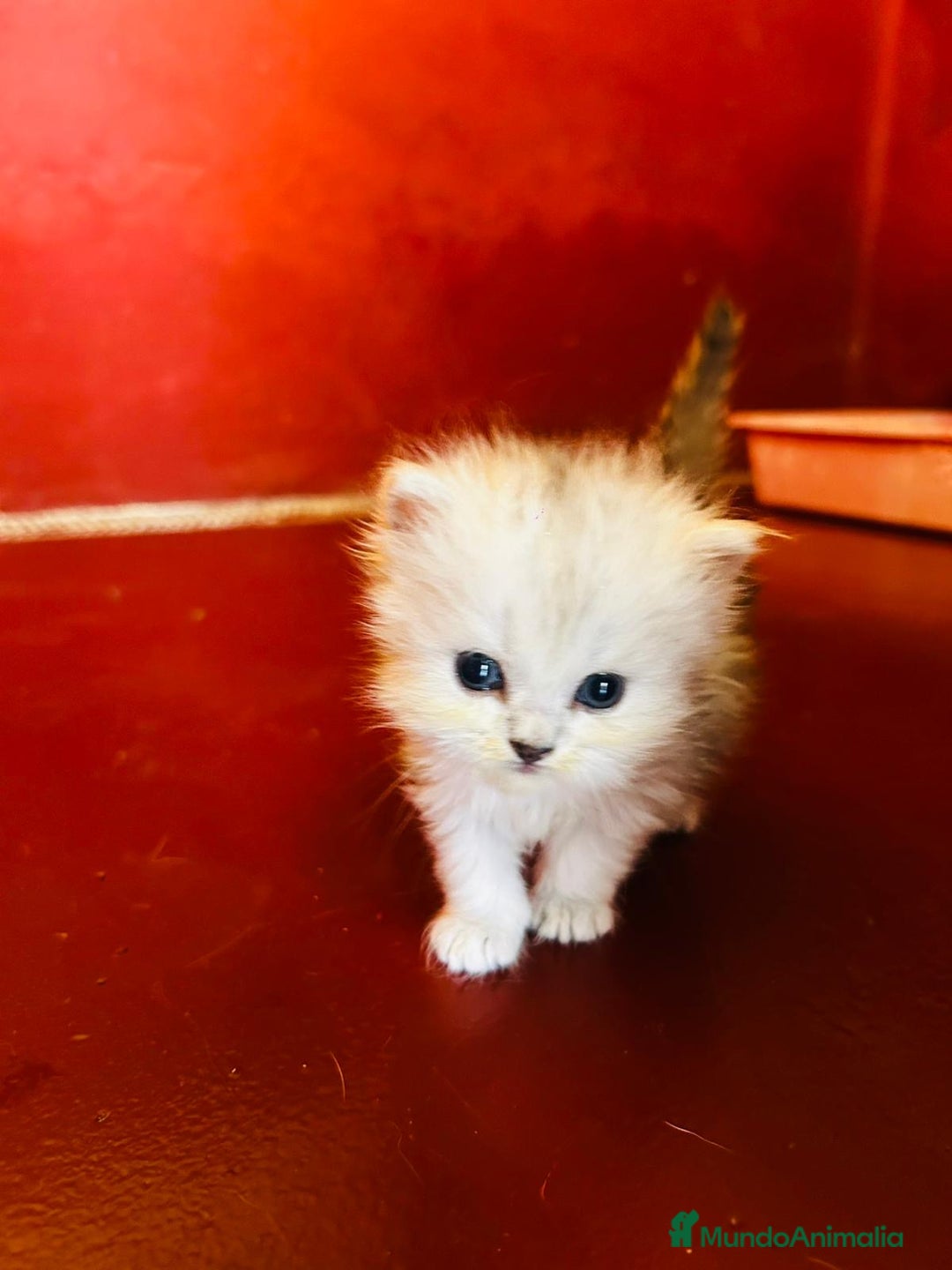 Persa gatos en venta: Gatos Persa camada - Imagen 3