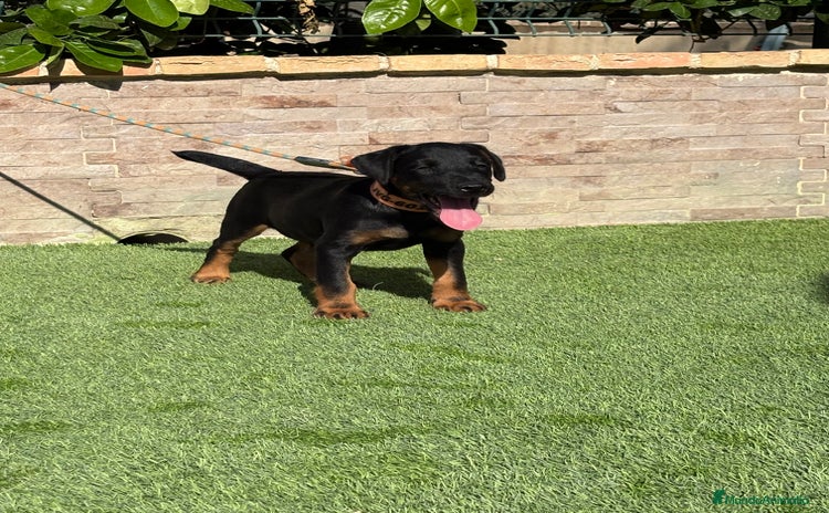 Terrier Alemán de Caza perros - Anuncio 1