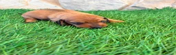 Teckel Miniatura perros en venta: Teckel miniatura rojizo - Anuncio 18