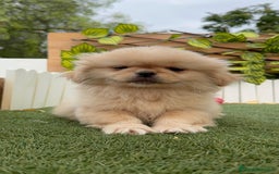 Pekinés perros en venta: PEKINES IMPERIAL - Imagen 17