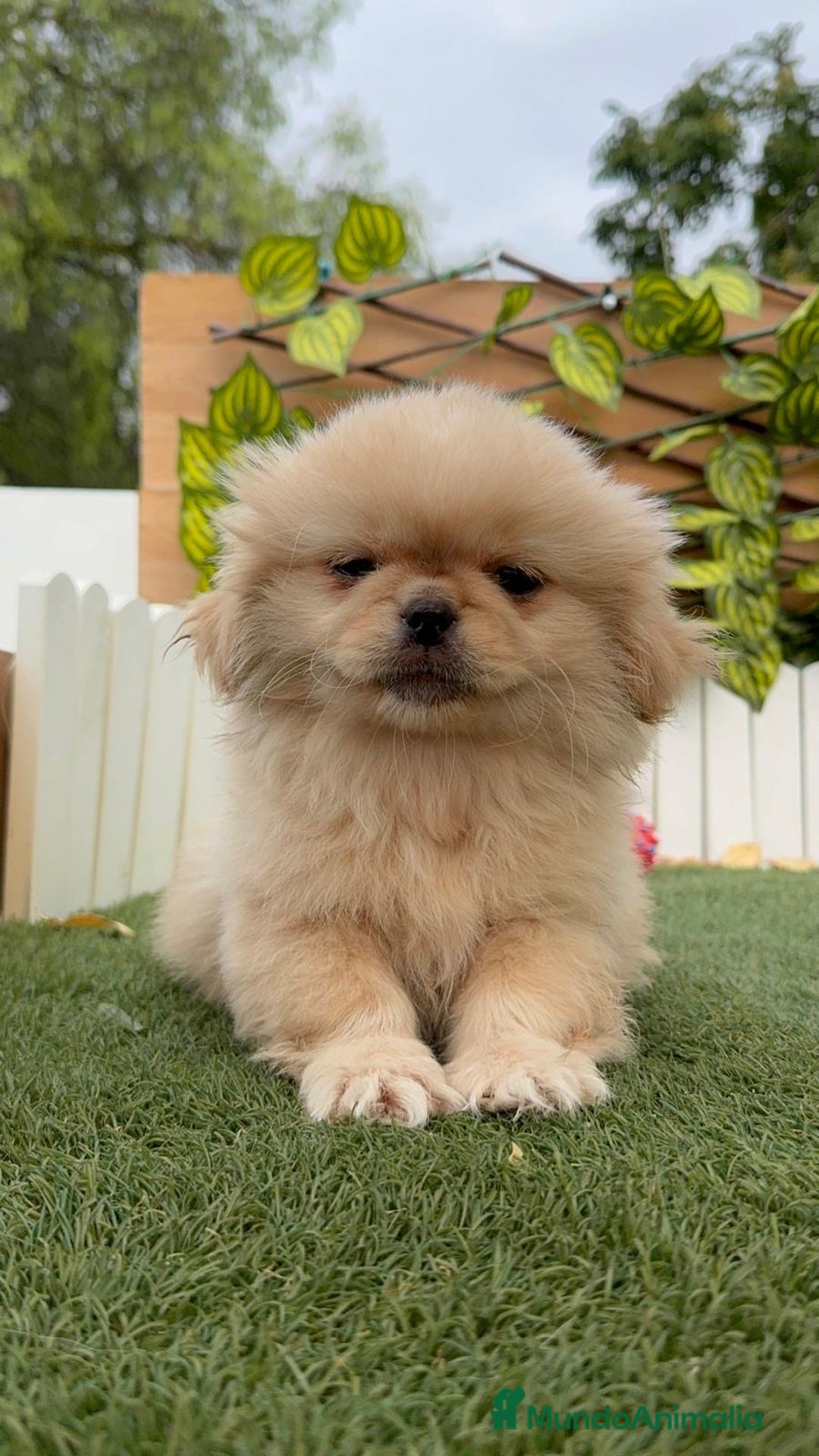 Pekinés perros en venta: PEKINES IMPERIAL - Imagen 17