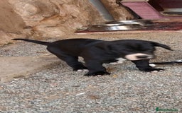 Dogo Alemán perros en venta: Preciosa camada de dogo alemán  - Imagen 3