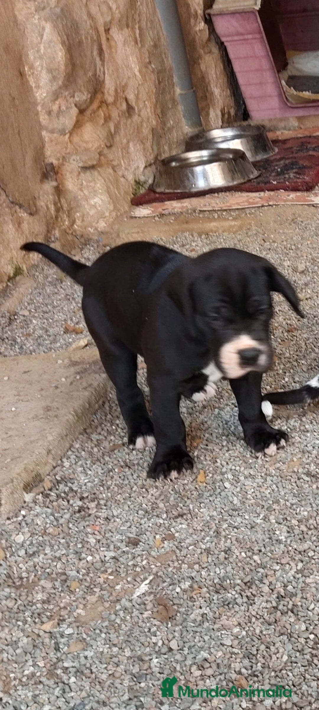 Dogo Alemán perros en venta: Preciosa camada de dogo alemán  - Imagen 3