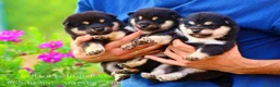 Shiba Inu perros en venta: SHIBA INU  en Madrid - Anuncio 3
