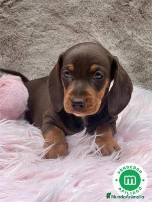 Teckel Miniatura perros Teckel kanichen hembra chocolate  - Anuncio 4