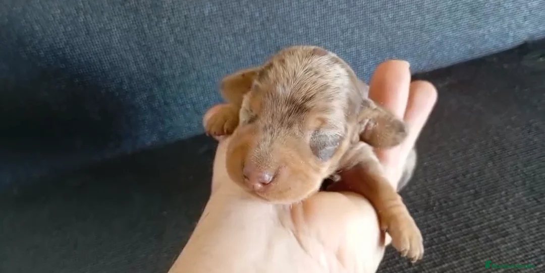 Teckel Miniatura perros en venta: Teckel arlequín chocolate - Anuncio 2