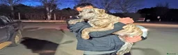 Raza Mixta perros en venta: BANDOG de los HIERROS  - Anuncio 4