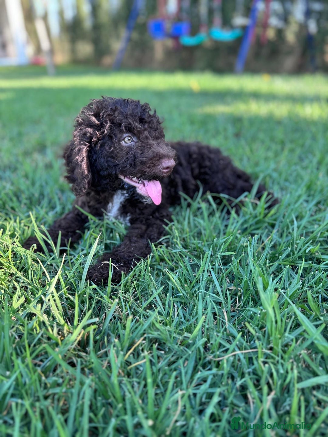 Perro de Agua Español perros en venta: PERRO DE AGUA ESPAÑOL - Imagen 1