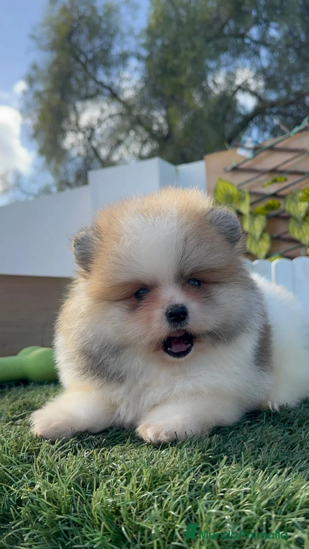 Pomerania perros en venta: POMERANIA MACHO - Anuncio 16