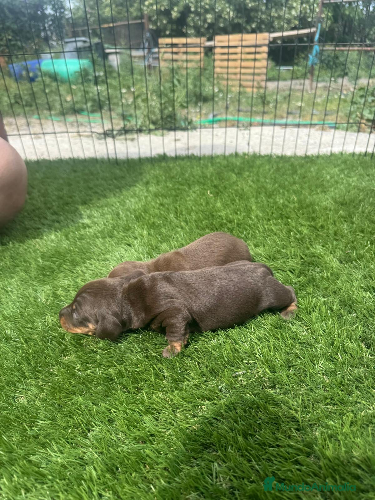 Teckel Miniatura perros Teckel Kanichen Chocolate preciosos  - Anuncio 3