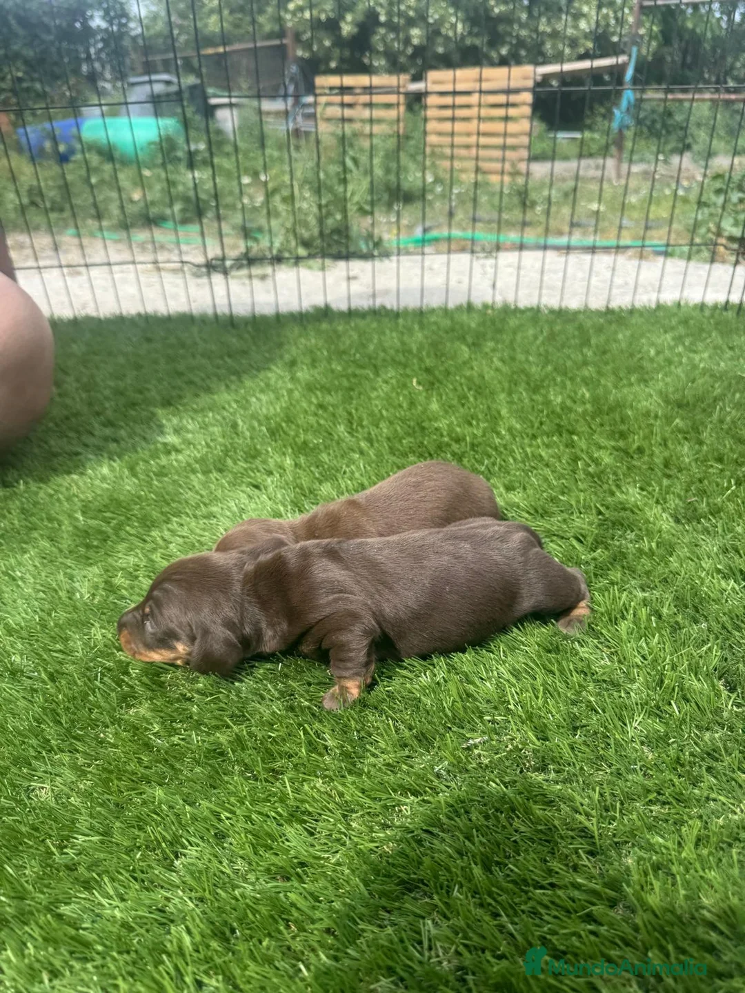 Teckel Miniatura perros en venta: Teckel Kanichen Chocolate preciosos  - Anuncio 1