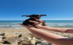 Pinscher Miniatura perros en venta: TOY TOY MINI PINCHER HEMBRA - Imagen 4
